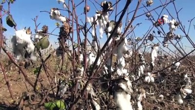 kaymakamlik -  Bismil’de Macar Fiğ Tarla Günü etkinliği düzenlendi  Videosu