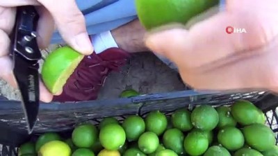 katar -  Bu limonun kilosu bahçede 10, markette 45 lira  Videosu
