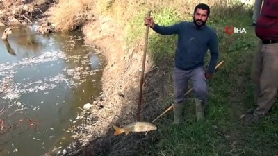 katliam -  Bursa'da yine çevre felaketi...Manyas'tan doğan Kara Dere’de yüzlerce balık öldü  Videosu