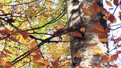 sonbahar - 'Tabiatın kalbi' renk cümbüşüyle büyülüyor - BOLU  Videosu