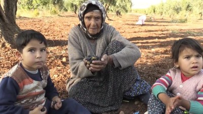 muhabir - Zeytin üreticisinde keyifli hasat - KİLİS  Videosu