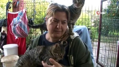  Kadın otobüs şoförü kedilerine zaman ayıramadığı için görevinden istifa etti 