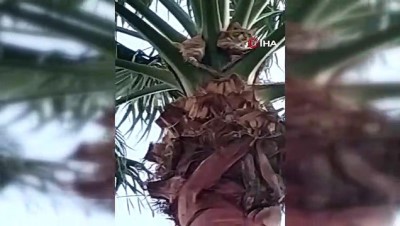  Palmiye ağacında mahsur kalan kedi kurtarıldı 