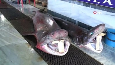 kopek baligi -  Balık avlamaya çalışırken 2 köpek balığı yakaladı Videosu