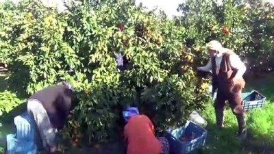 kuyular -  Balıkesir'de 70’li yıllarda hobi amaçlı dikilen fidanlardan binlerce ton mandalina hasat ediliyor  Videosu