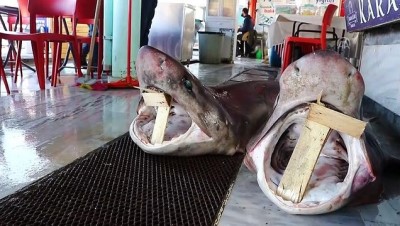 Balıkçıların ağına iki köpek balığı takıldı - TEKİRDAĞ 