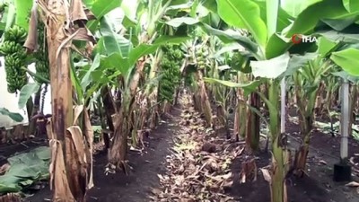 gumruk vergisi -  Çukurova çiftçisi muza yöneldi  Videosu