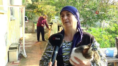 hayvan severler -  Evinde onlarca kedi besleyen fedakâr kadının mama çağrısı  Videosu