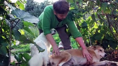 emekli maasi - Hayatını sokak hayvanlarına adadı - ORDU  Videosu