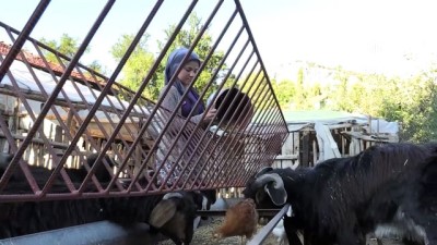 Keçilerle iç içe yaşam süren Elmalılı Rabia'nın hayali veterinerlik - ANTALYA 