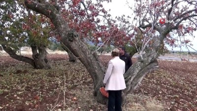  Türkiye’nin en yaşlı fıstık ağaçları Kilis’te bulundu 