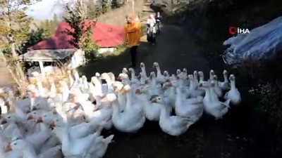  Üniversite mezunu genç kız aldığı destekle kaz çiftliği kurdu 