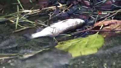 uttu -  Güre’de balık ölümleri korkuttu  Videosu