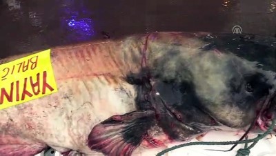 2 metrelik yayın balığı yakalandı - KASTAMONU