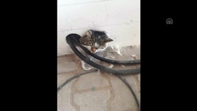 Fare kovalarken başını duvardaki deliğe sıkıştıran kediyi itfaiye kurtardı - KAYSERİ