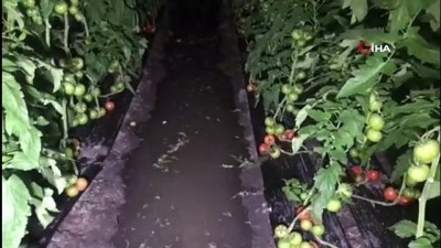 yagan -  Kaş’ta sağanak yağmur sebebiyle seraları su bastı, ürünler kullanılamaz hale geldi Videosu