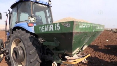 iklim degisikligi - Yağışlar GAP çiftçisine 'nefes' aldırdı- ŞANLIURFA  Videosu