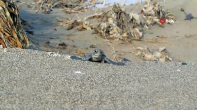 deniz kaplumbagalari -  Bu yıl 537 bin 424 yavru deniz kaplumbağası denizle buluştu  Videosu