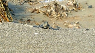caretta caretta - Bu yıl 537 bin 424 yavru kaplumbağa denizle buluştu Videosu