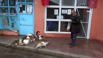 hayvan sevgisi -  Kediler her gün onun yolunu gözlüyor  Videosu