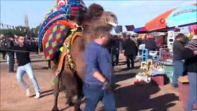 deve guresi -  Ayvalık’ta deve güreşleri şöleni  Videosu