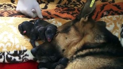 dogum sancisi - Bir köpek sezaryenle 16 yavru doğurdu - MERSİN  Videosu