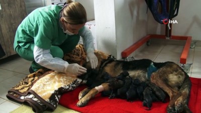  Mersin'de bir köpek sezaryenle 16 yavru doğurdu 