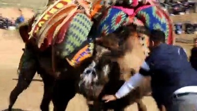 Turgutlu'da deve güreşi festivali ilgi gördü - MANİSA