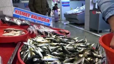 asad -  Hamsi kayıplarda  Videosu