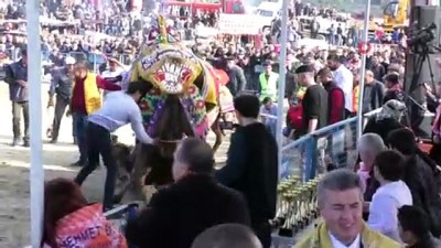 deve guresleri -  - Pehlivan develer kozlarını Buharkent arenasında paylaştı  Videosu