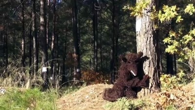 Planlı ağaç kesimine tepki - MUĞLA 