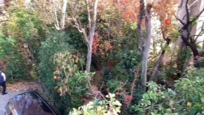 yaban domuzu -  - Tokyo’da Yaban Domuzu Paniği  Videosu