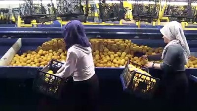 siddetli yagis - Limonda verim azaldı - MUĞLA  Videosu