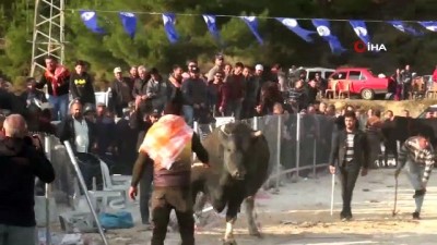 gazi yakinlari -  Boğalar gaziler için kıyasıya mücadele etti  Videosu