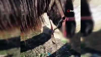 ulser -  Büyükada’da RUAM’lı at paniği  Videosu