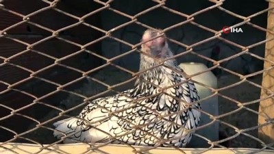sultan tavugu -  Dünyanın her ülkesinden nadir tavukları getirdi, şimdi bütün dünyaya satıyor  Videosu