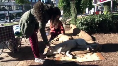 aclik grevi -  Kulübeleri kaldırılan sokak hayvanları için açlık grevine başladı  Videosu