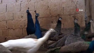 buyukbas hayvan -  Bu kuşların çifti 5 bin liraya kadar satılıyor  Videosu