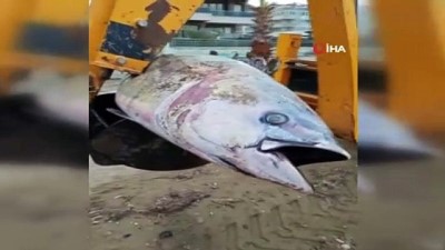  Dev 'Orkinos balığı' kıyıya vurdu 