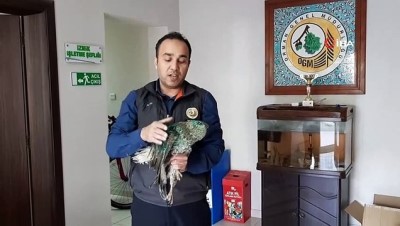 av yasagi -  Saçmayla vurulan üç şahine ilk müdahaleyi orman şefi yaptı  Videosu