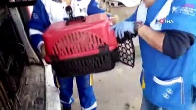 ameliyathane -  Sular altında kalacak olan Hasankeyf’te sokak hayvanları taşınıyor  Videosu