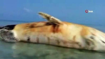 balina -  - Yemen'de dev balina, deniz mayını patlaması sonucu telef oldu Videosu