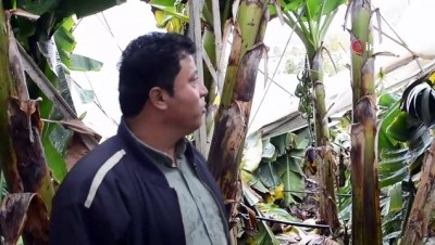 siddetli yagis -  Anamur’da hortum seraları yıktı  Videosu