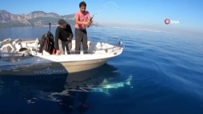 kopek baligi -  Antalya'da dev köpek balığı oltaya geldi  Videosu