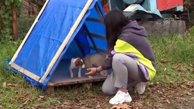 yardim cagrisi - Atık tahtalarla sahipsiz hayvanları sıcak yuvaya kavuşturuyorlar - ORDU  Videosu