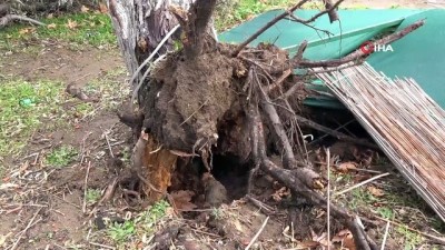 baros -  Çanakkale'de etkili olan lodos dev ağacı kökünden çıkartarak devirdi  Videosu