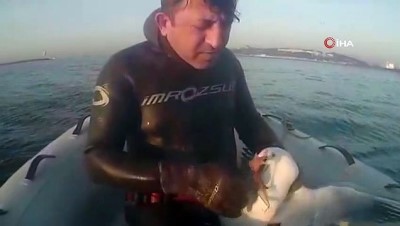 mahsur kaldi -  Gagasına olta takılan martıyı dalgıçlar böyle kurtardı  Videosu