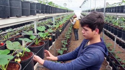 yaz mevsimi - 'Kış çileği' üreticileri hasat için gün sayıyor - BURSA  Videosu