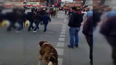 yaya gecidi -  Köpekten insanlara trafik dersi  Videosu
