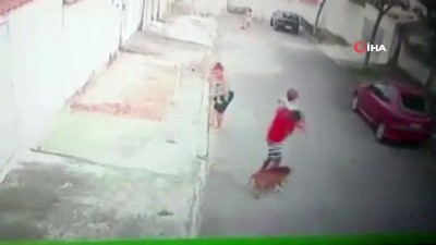 pitbull -  - Küçük çocuğu pitbull saldırısından kurtaran genç kahraman ilan edildi  Videosu
